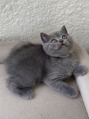 породистые котята даром: Шотландская, Самец, Самка, Самовывоз — 12