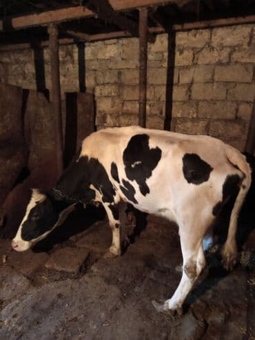 cins ineklerin qiymeti: Satılır: süd və ət istiqamətli mal-qara - 1 baş alaca inək: qara-ağ — 3