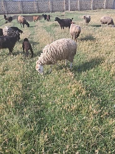 ana bala keci: Beylaqan qoyunu cavan heyvandi — 3