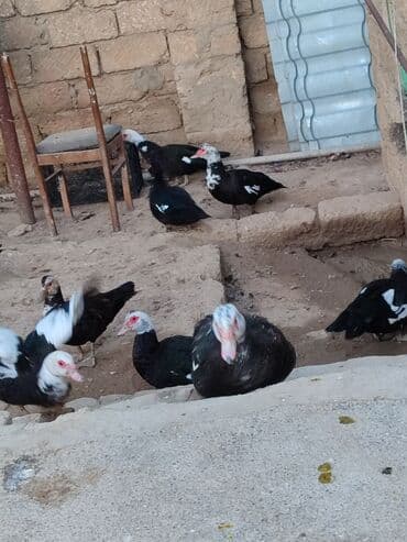 geref quşu: Muscovy ördəkləri (indi yetişdirilən sürü) - Rənglər: qara, ağ ləkəli — 2