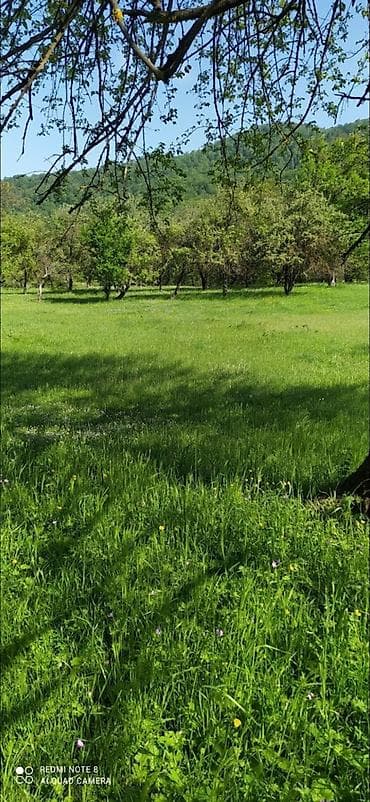 badamdarda tecili satilan evler: 48 sot, Kənd təsərrüfatı, Mülkiyyətçi, Bələdiyyə — 3