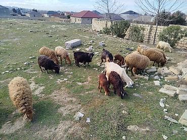 balaca it adlari: TAM SAQLAM HEYVANLARDİ REAL ALICİYLA RAZILAŞMAQ OLAR — 1