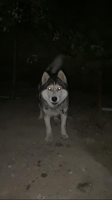 alabay itleri: Xaski — 4