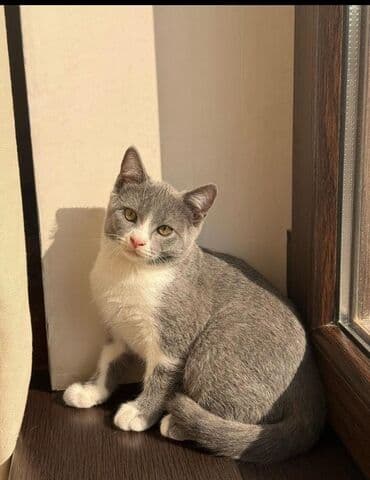 mavi rus pişiyi: Şotland, Erkək, Dişi, Yaxşı əllərə, Pulsuz çatdırılma, Ödənişli çatdırılma — 24