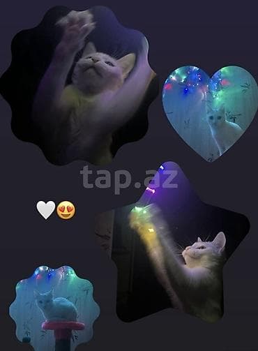 bakida itlerin satisi: Dişi, Yaxşı əllərə — 2