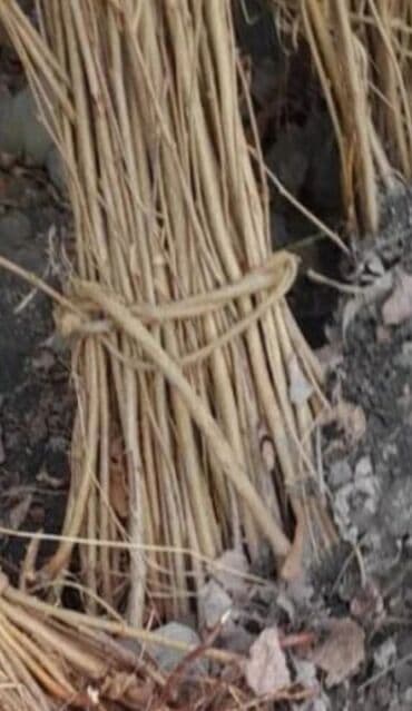 pomidor şitilləri: Fındıq tingləri – Xacmaz dədə baba fındığı yağlılıq 63% - Növ — 2