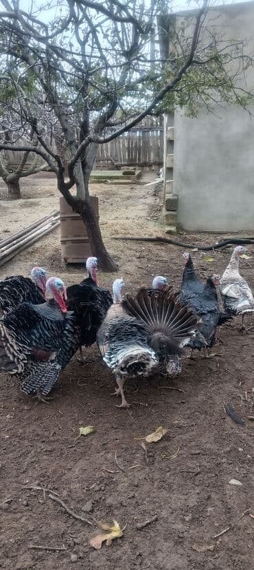 Коровы, быки: Məhsul: Hinduşka sürüsü Təsvir: - Şəkillərdə iri cüssəli, rəngbərəng — 4