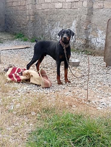 xasqi itləri: Doberman, Erkek, Peyvəndli — 3