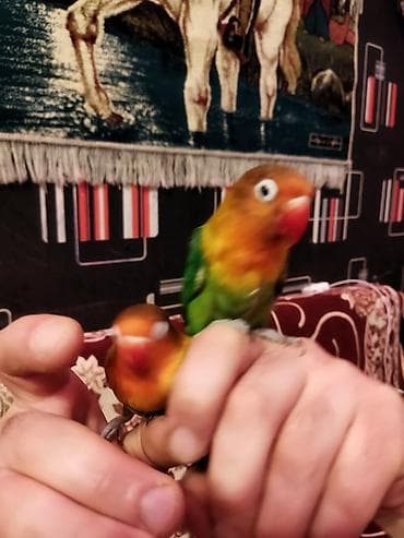 İtlər: Salam pul lazımdır deyə satılır ucuz cüt 8 yumurtası var əl qusudu — 9