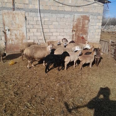 qoyun əti: Qoyun və quzu sürüsü super damazliq cavan qoyunlar - Fotoşəkillərdəki — 2