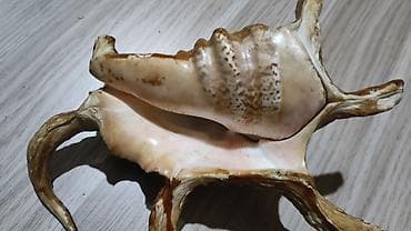şar dekoru: Dekorativ dəniz ilbizinin qabığı – “spider conch” üslubunda - — 4