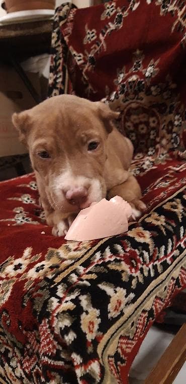 pitbul itler: Pitbul — 3
