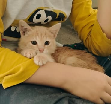 в добрые руки котята: Самка, В добрые руки, Бесплатная доставка — 1