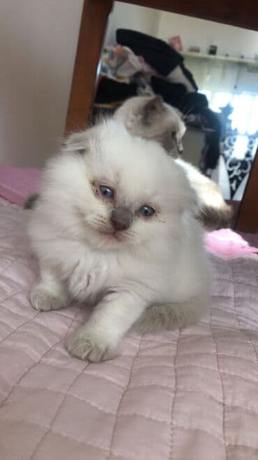 шотландский вислоухий котенок баку: Шотладская вислоухая, Самка — 4