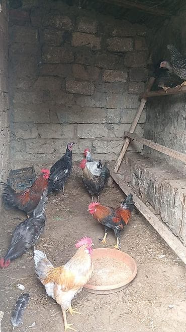 herati xoruz: Cavan aktiv. xoruzdar. satlır. ünvan Şüvəlan. qiymət. 18 man. son — 2