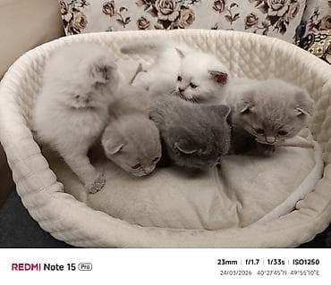 ev itiləri: Şotland, Ödənişli çatdırılma — 8