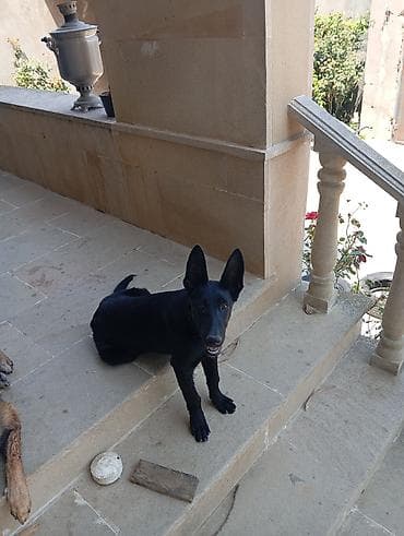 it balaca: Belçika çoban iti, 4 ay, Erkek — 6