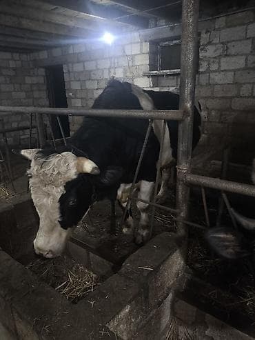 Salam. İvanovqa Öküzü 350 Kq Əti var 4 Yaşı Təzə olub — 1