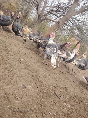 Salam aleykum Bu ilki hinduskalardir kentde yetisdirilib tebii — 9