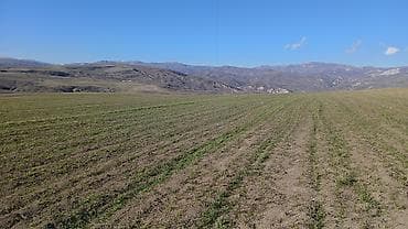 купить землю в баку: 100 соток, Для сельского хозяйства, Собственник, Купчая — 10