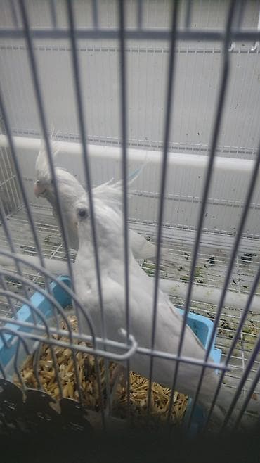 korella quşu: Cəp karella 70 azn yanaqsız karella cütü 300 azn — 3