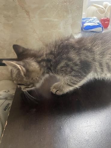 bala pişiylər: Yaxşı əllərə, Ünvandan götürmə — 7