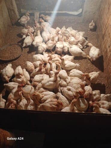 toyuq sortları: Toyuq cücələri, Ətlik — 2