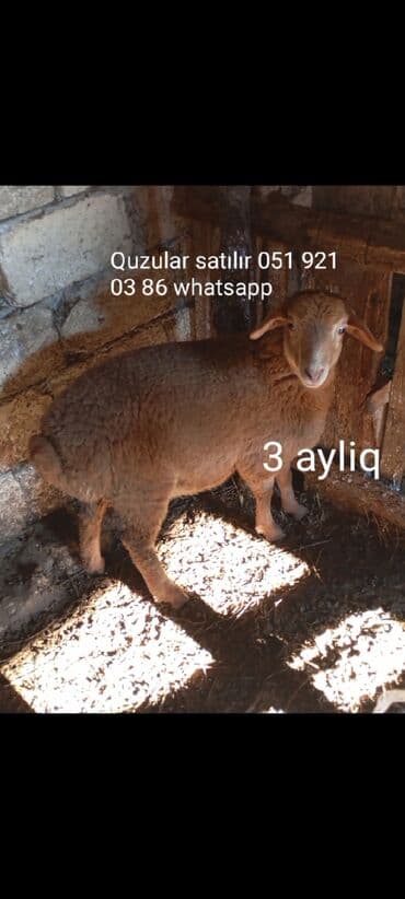 dovsan yemi: Quzu, Dişi, ay: 3, Damazlıq — 1