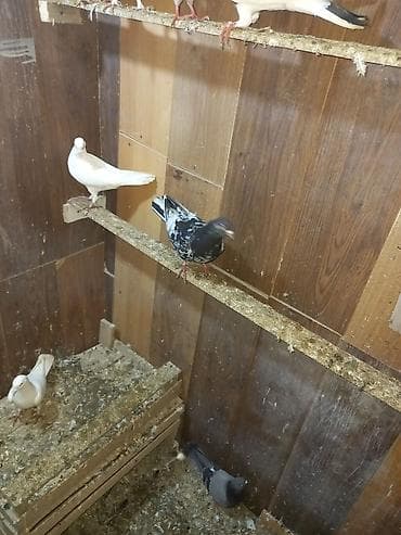 goyercin satilir: 3 ədəd əbrəş 2 mayadı 1 bir erkəy sağlam bal verən quşlardı sarı — 2