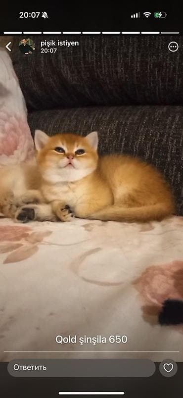 золотая шиншилла котенок: Золотая шиншилла — 3