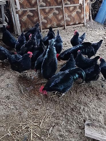 K/t heyvanları üçün mallar: Toyuq, Damazlıq — 3