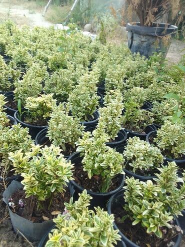 helba bitkisi faydaları: Həmişə yaşıl — 2