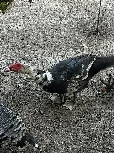 sarı quş: Şekildeki iki dişi bir erkek lal ordek satilir . Tek tek satilmir — 2