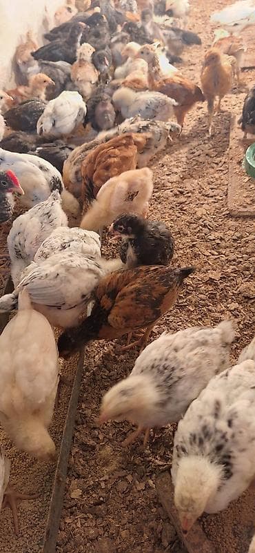 bala it sekilleri: Toyuq cücələri, Damazlıq — 3