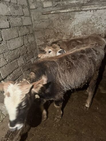 cins ineklerin qiymeti: Satılır: Dana - Növ: Qaramal (dana) - Say: Şəkillərdə 2 baş - Rəng — 3