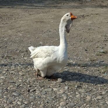 cins ineklerin satisi: Qaz sürüsü satılır – iri cins ev quşları Məhsulun təsviri: - Şəkildə — 7