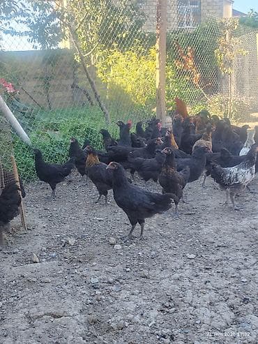 toyuq satışı: 🐔 Australorp Toyuqun cücələri satışda! Şəkildə qeyd olunmuş — 5