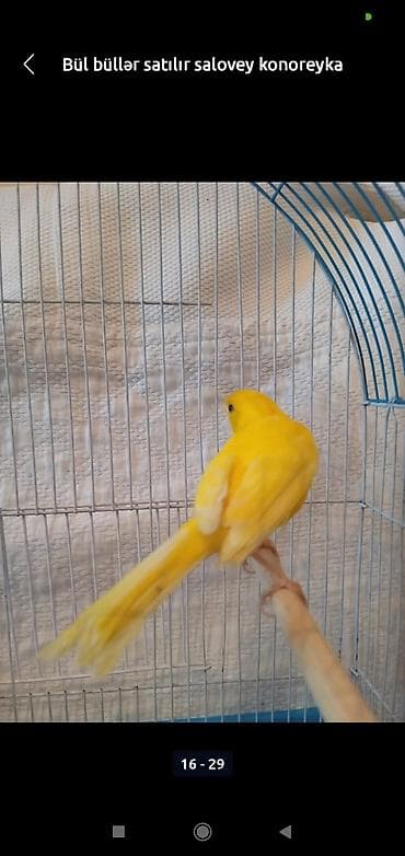 Digər heyvanlar: Bül büllər kanareyka solavey bul bul konareyka super oxuyan erkəy — 2