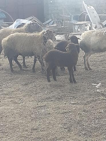 balaca ag itler: Salam 10 ana 10 bala balalar 2 aylıqdı analarda bordag heyvanlardı — 10