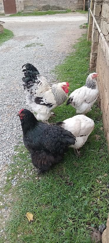 ucuz toyug: Toyuq, Brama, Damazlıq — 6