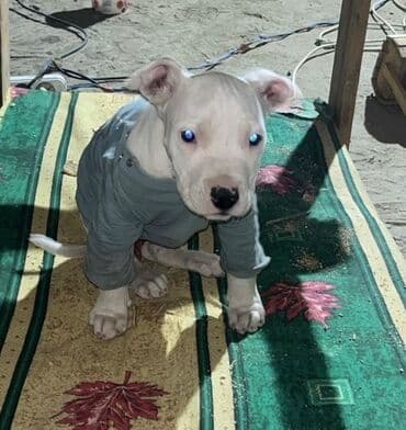 Ножи: Дог, 2 месяца, Самка, С прививками — 2