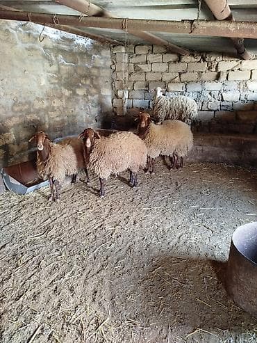 hind qusu satisi: 1 Qoç, 2 Qoyun. 1 Dişi şişək, 1 ci qarına bogazdi. 70, 80 kiloluq — 2