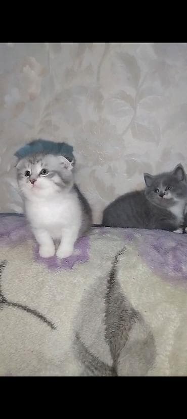 şotlanski pişik: Şotland, Erkək, Dişi, Yaxşı əllərə, Ünvandan götürmə — 3