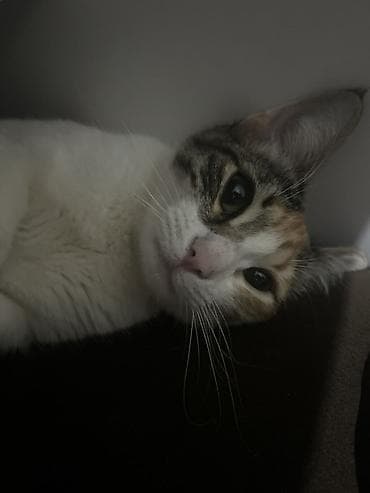 собака на продажу: Самка, В добрые руки — 3