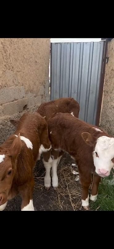 mal bazari 2020: Satışda: qırmızı-ağ rəngli, alın və burun hissəsi ağ olan simmental — 1