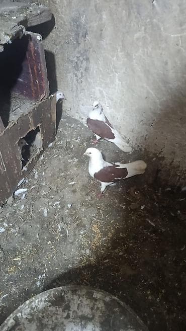 Heyvanlar üçün mallar: Cins göyərçinlər – dekorativ və uçuş üçün Hər birinin öz qiyməti var — 4