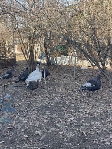 Gəmiricilər: Hinduşka fereleri satılır cavan dı hamısı — 3