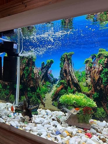 balığlar: Dördbucaq akvarium, Balıqlarla birlikdə, 75 l — 4