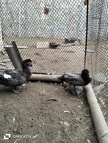 bala pişik ucuz: Moskva ördəkləri (indoutka) – 2 baş

- Macar — 3