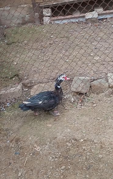 Erkey Muscovy ördəyi (barbarı) – qara rəngli, ağ ləkəli baş və qırmızı